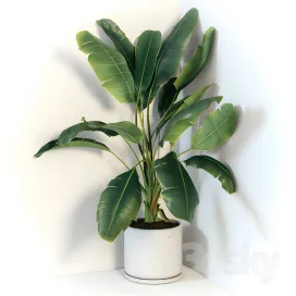 Plant strelizia in a concrete pot